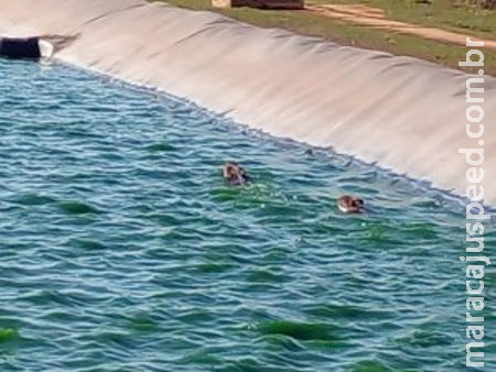 Polícia Militar Ambiental resgata sete capivaras em tanque de tratamento de esgoto de empresa em Sidrolândia 