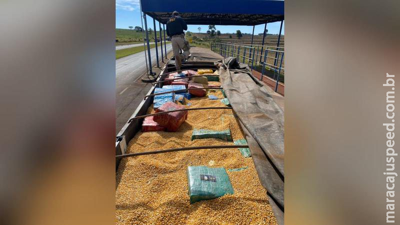 PRF apreende 13,8 toneladas de maconha em carga de milho em Mundo Novo