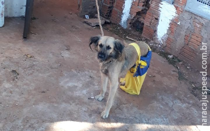 Professora que manteve cadela amarrada e sem comida por 1 semana ganha liberdade