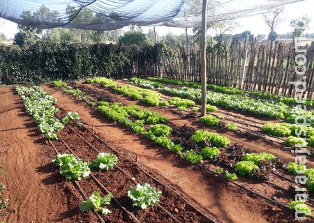 Projeto Agricultura Periurbana é sucesso e será expandido para mais 3 comunidades indígenas Projeto Agricultura Periurbana é sucesso e será expandido para mais 3 comunidades indígenas