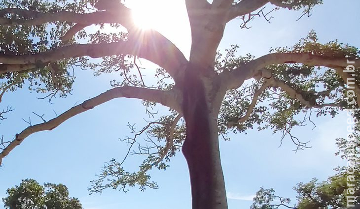 Quarta-feira tem predomínio de sol e tempo seco em MS Quarta-feira tem predomínio de sol e tempo seco em MS