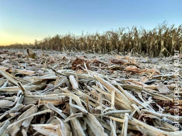 Região de Dourados tem geada e até -1ºC na 2ª semana mais fria do ano Região de Dourados tem geada e até -1ºC na 2ª semana mais fria do ano