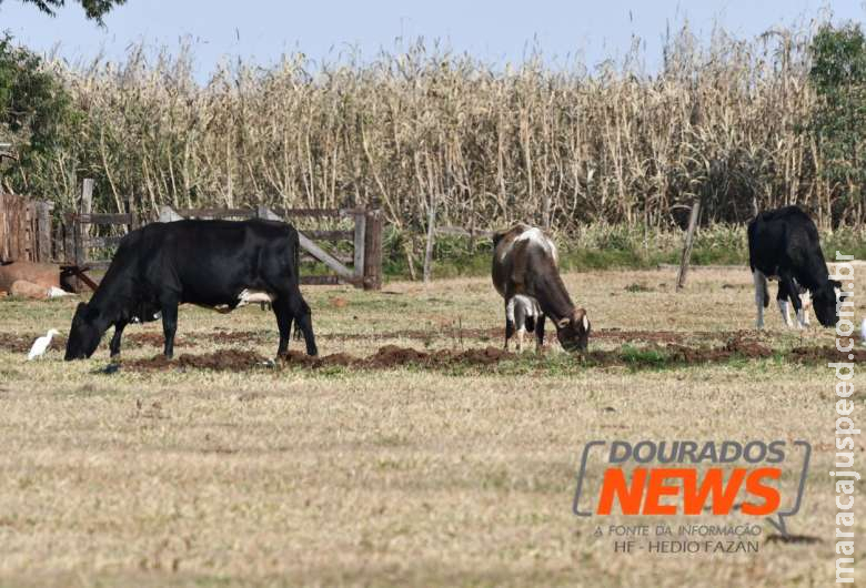 Seca e geada motivam novos decretos de emergência em MS Seca e geada motivam novos decretos de emergência em MS