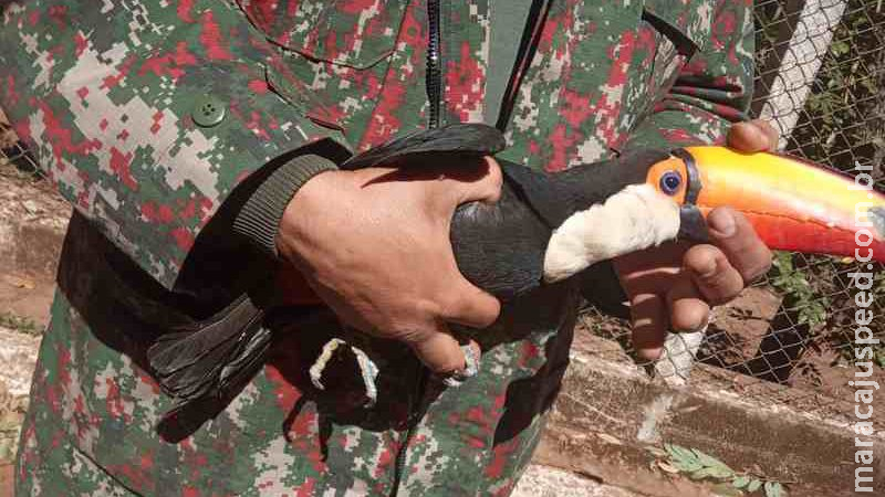 Sem poder voar, tucano é resgatado e levado ao Cras Sem poder voar, tucano é resgatado e levado ao Cras