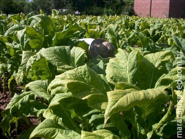 Tabaco brasileiro será barrado na Rússia por conta de praga Tabaco brasileiro será barrado na Rússia por conta de praga