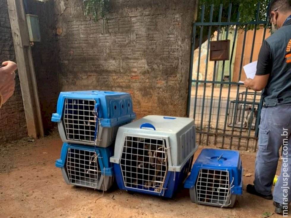Tutor é preso em flagrante por maus-tratos e 12 animais são resgatados 