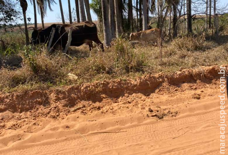 Acampado é autuado em R$ 5 mil por manter animais bovinos pastando em área protegida Acampado é autuado em R$ 5 mil por manter animais bovinos pastando em área protegida