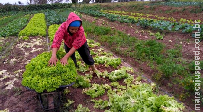 Agricultura familiar terá auxílio