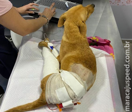 Apac faz ação entre amigos em prol de cirurgia da cachorra “Mel” Apac faz ação entre amigos em prol de cirurgia da cachorra “Mel”