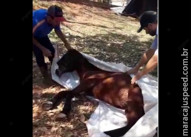 Após denúncia de maus-tratos, Apac resgata cavalo que não conseguia se levantar há três dias