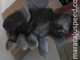 Após incêndio, cutia com patas queimadas aparece em escola 