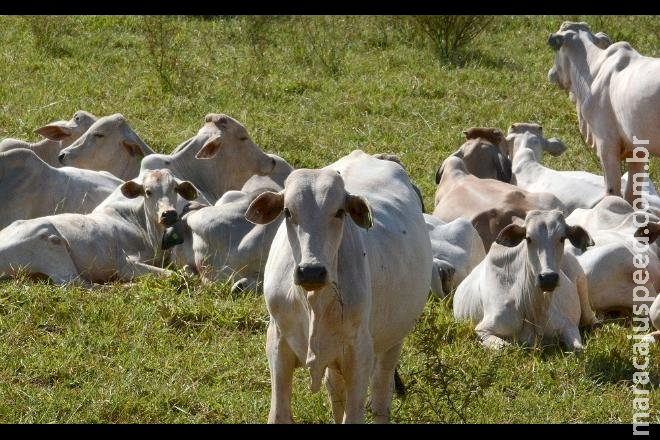 Arroba do boi passa de R$ 310 e preço da carne tende a subir mais Arroba do boi passa de R$ 310 e preço da carne tende a subir mais