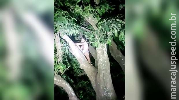 Assaltante de farmácia é preso em cima de árvore no Santo Amaro