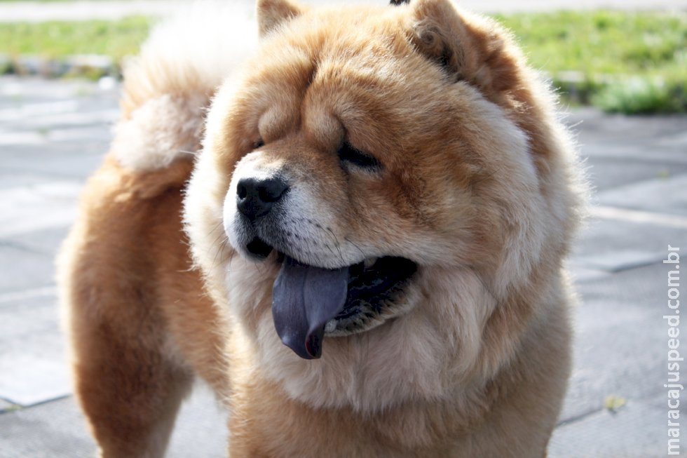 Bebê de 23 dias é morta por cachorro da família