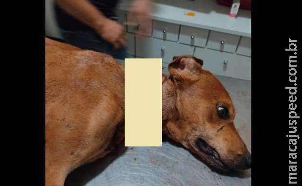 Cachorro cai em armadilha para capivaras e tem pescoço cortado em Rio Brilhante