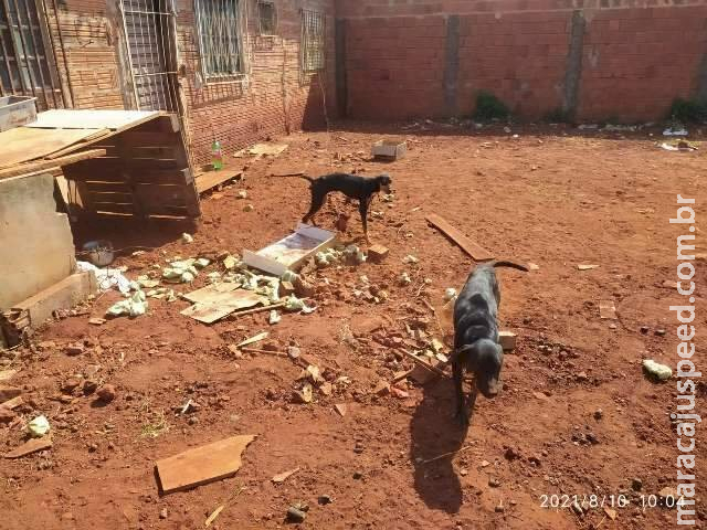 Cães passam quatro meses amarrados em quintal e jovem vai presa por maus-tratos 