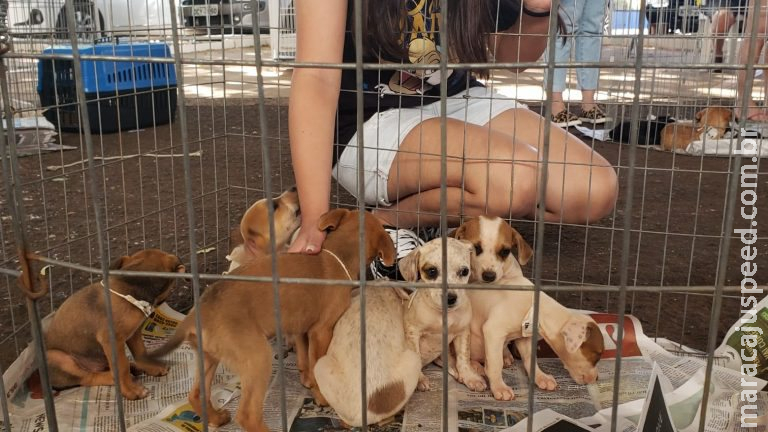 Campo Grande terá 3ª Feira de Adoção de cães e gatos no sábado Campo Grande terá 3ª Feira de Adoção de cães e gatos no sábado
