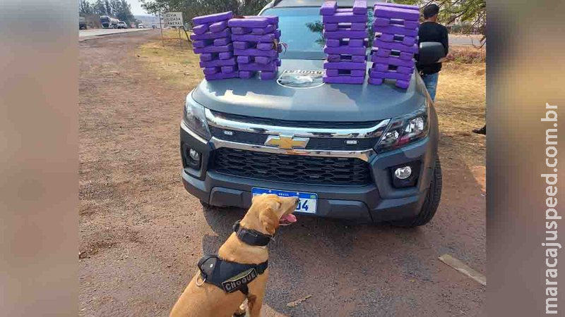 Cão farejador ajuda polícia a descobrir maconha avaliada em R$ 75 mil em mala de viagem em Campo Grande
