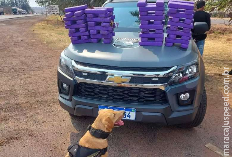 Cão farejador encontra 50 kg de maconha escondida em ônibus 