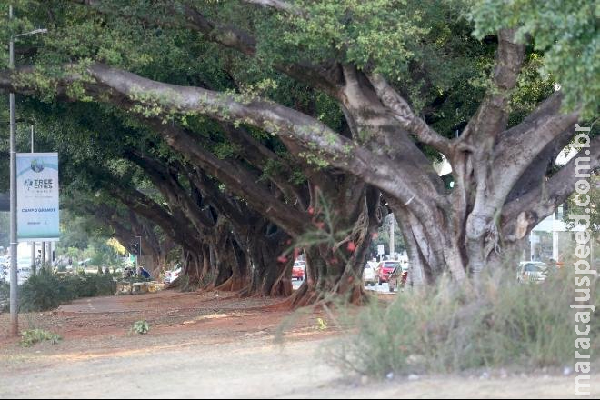 Centenárias, figueiras da Afonso Pena foram plantadas em 1921 para incentivar arborização