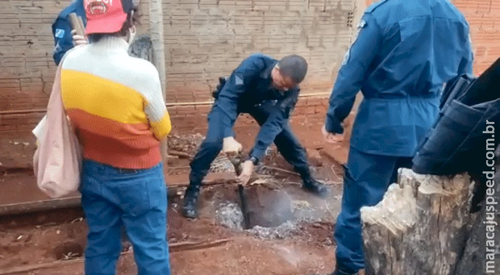 Desaparecido há meses, polícia encontra corpo de idoso enterrado em quintal e sobrinha confessa homicídio 