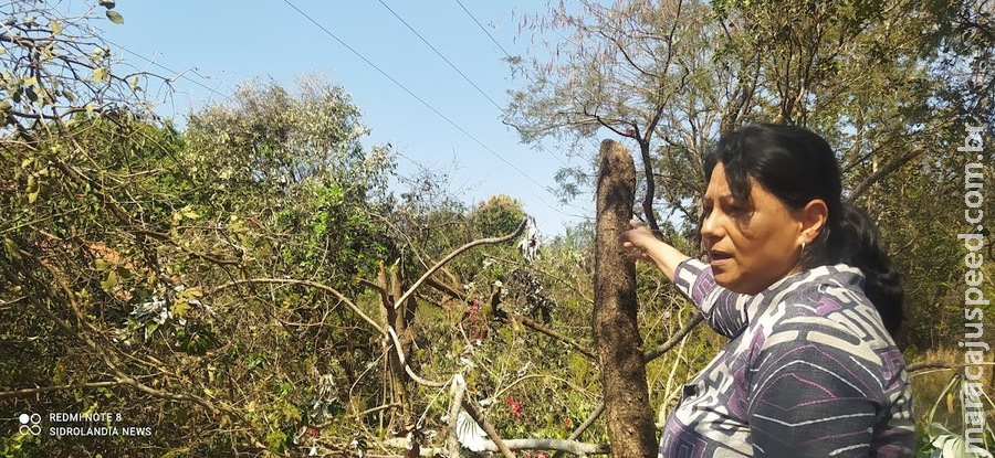 ENERGISA emite nota sobre árvores e pomar derrubados em chácara de Sidrolândia ENERGISA emite nota sobre árvores e pomar derrubados em chácara de Sidrolândia