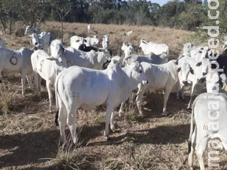 Leilão de bovinos será realizado pela SAD no mês de setembro em Aquidauana Leilão de bovinos será realizado pela SAD no mês de setembro em Aquidauana