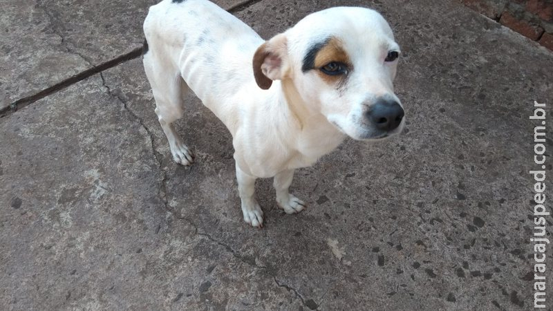 Moradora recolhe cachorro perdido na Vila Alba e procura pelo dono do animal Moradora recolhe cachorro perdido na Vila Alba e procura pelo dono do animal