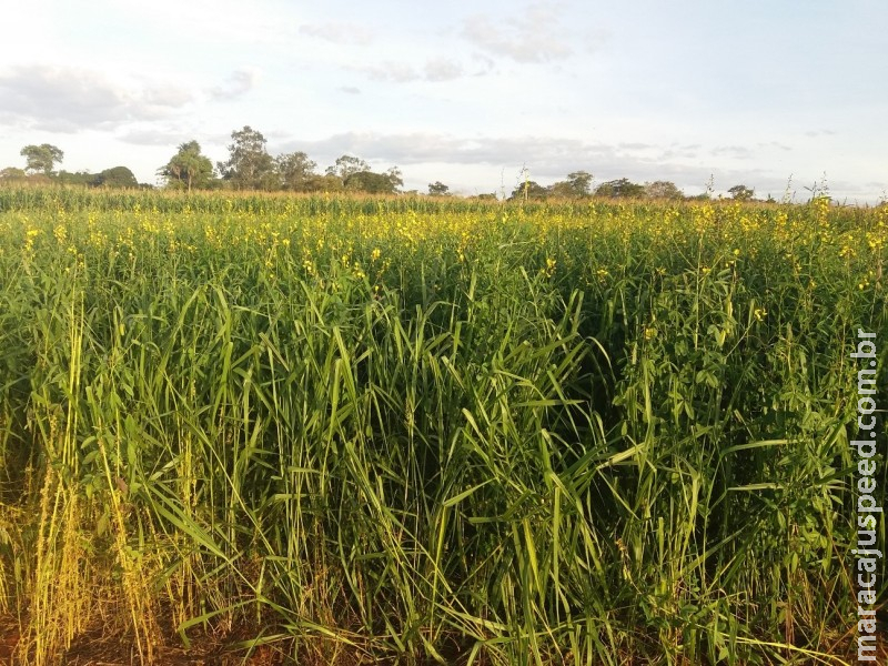 MS: Coberturas vegetais podem reduzir nematoides e aumentar os níveis de potássio no solo