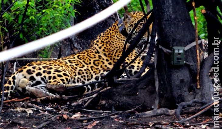 Onça resgatada com patas queimadas e tiro no tórax, volta ao habitat e anda 8 km por noite Onça resgatada com patas queimadas e tiro no tórax, volta ao habitat e anda 8 km por noite