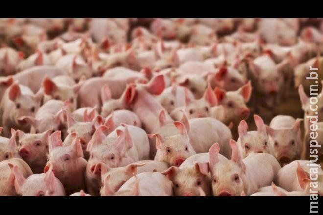 Peste Suína Africana causa medo no setor pecuário pela alta transmissibilidade Peste Suína Africana causa medo no setor pecuário pela alta transmissibilidade