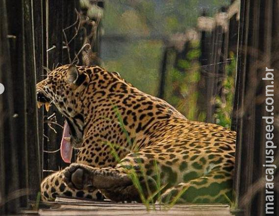 PF deflagra operação em investigação de morte de onças no Pantanal