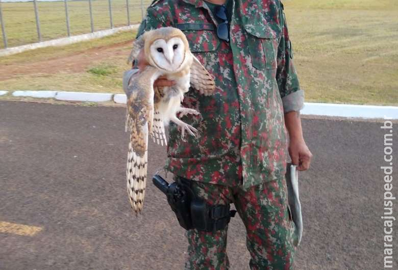 PMA captura coruja com asa quebrada em batalhão do exército