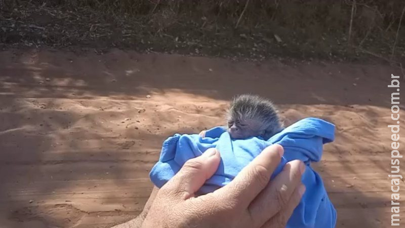 PMA de Bela Vista resgata filhote de macaco-prego em lavoura ao lado da mãe morta