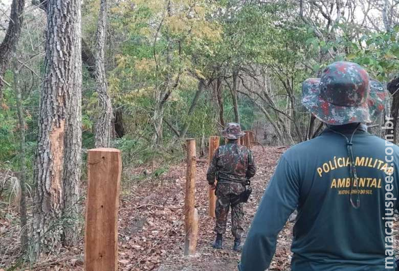 PMA descobre grande exploração ilegal de madeira e autor é autuado em mais de R$ 553 mil PMA descobre grande exploração ilegal de madeira e autor é autuado em mais de R$ 553 mil
