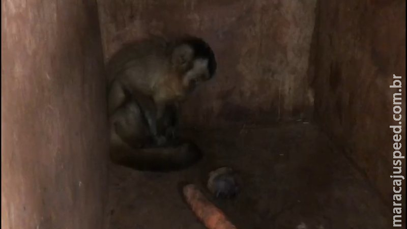 PMA realiza segunda captura de macaco-prego em menos de dez dias em residências na Capital