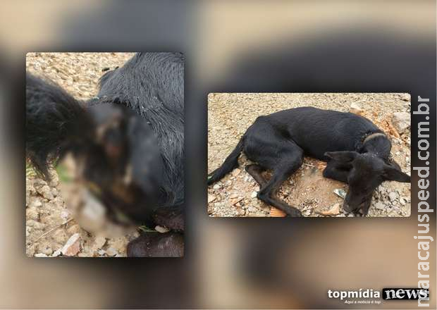 Polícia resgata cães presos há 4 meses sem-abrigo e prende tutora