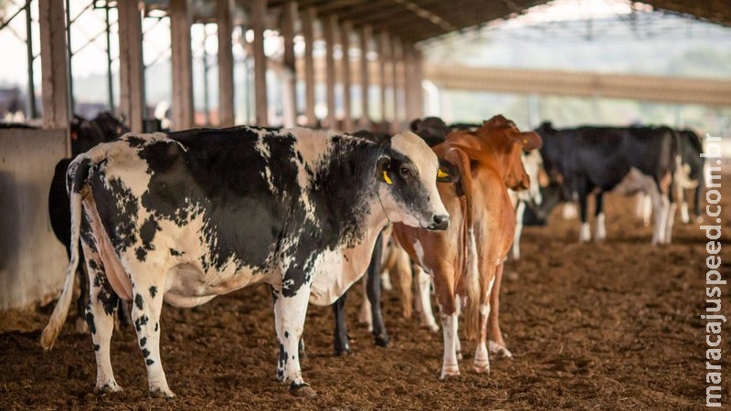 PRF lança Sinal Agro para registro de roubo e furto de animais