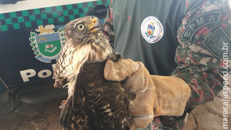 Sem conseguir voar, gavião é encontrado caído em quintal de casa Sem conseguir voar, gavião é encontrado caído em quintal de casa