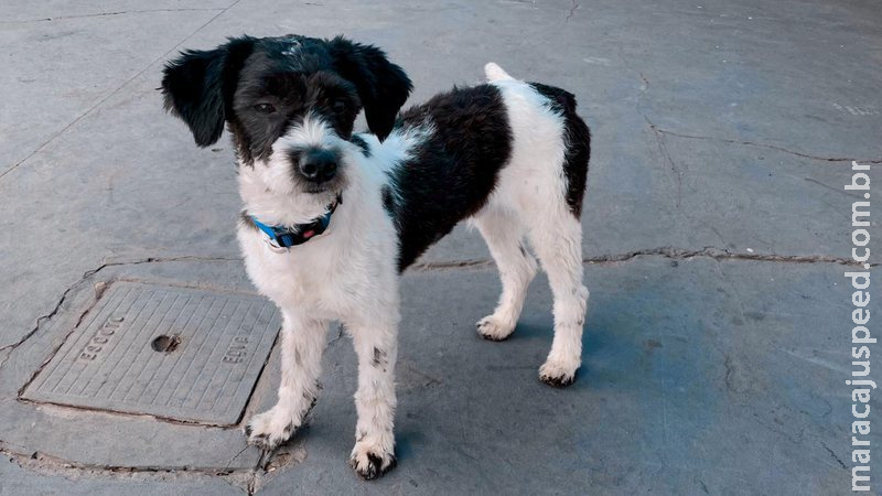 Só uma empresa é classificada em credenciamento de clínicas veterinárias para castração Só uma empresa é classificada em credenciamento de clínicas veterinárias para castração