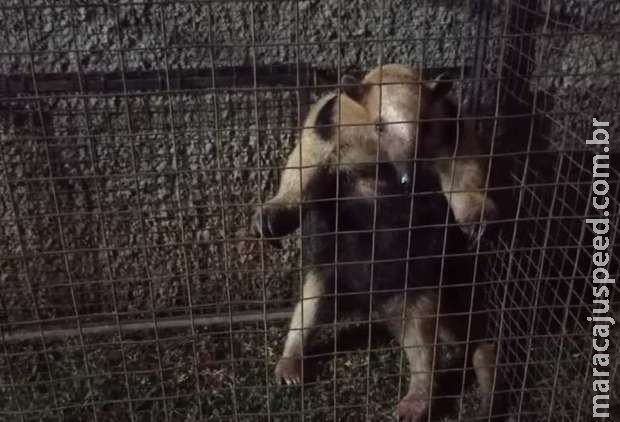 Tamanduá ferido invade casa em Bela Vista; cachorro é suspeito