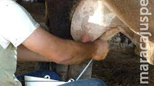 Trabalhador rural morre depois de levar coice de vaca em sítio