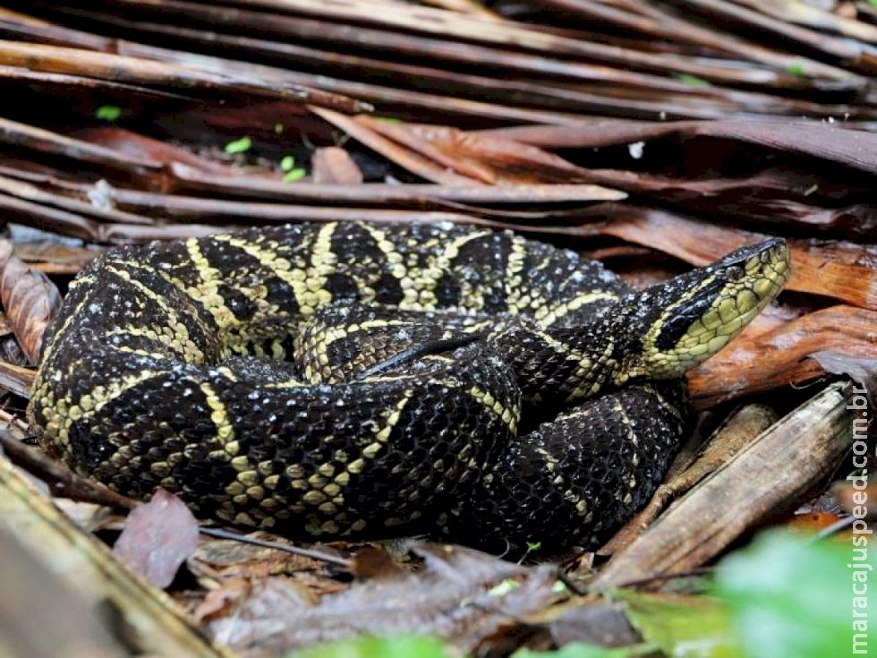Veneno de cobra brasileira pode inibir avanço da covid em 75%, diz estudo Veneno de cobra brasileira pode inibir avanço da covid em 75%, diz estudo