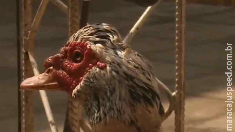 À espera do dono, pato resgatado segue ‘preso’ em delegacia do Paraguai À espera do dono, pato resgatado segue ‘preso’ em delegacia do Paraguai