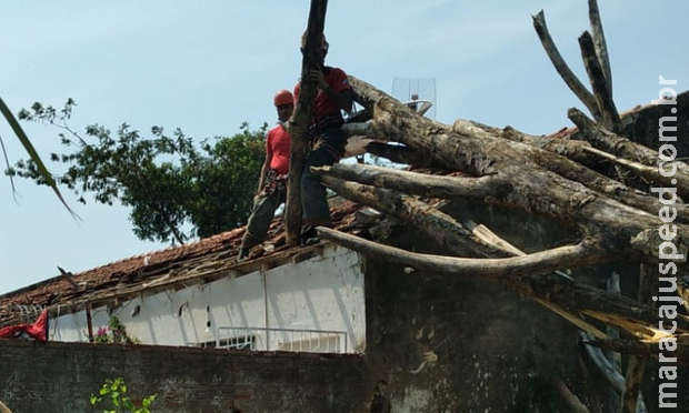 Árvore cai sobre casa e destrói parede, muro e telhado