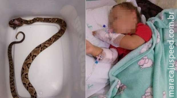 Bebê de um ano é picado por jararaca no quintal da casa da avó