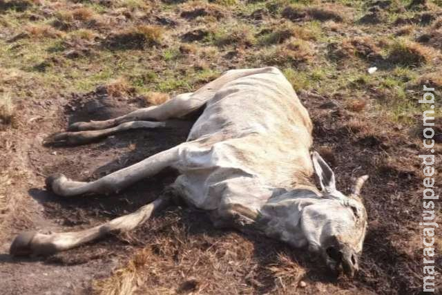 Bois morrem de fome e pecuarista é multado em R$ 12 mil Bois morrem de fome e pecuarista é multado em R$ 12 mil