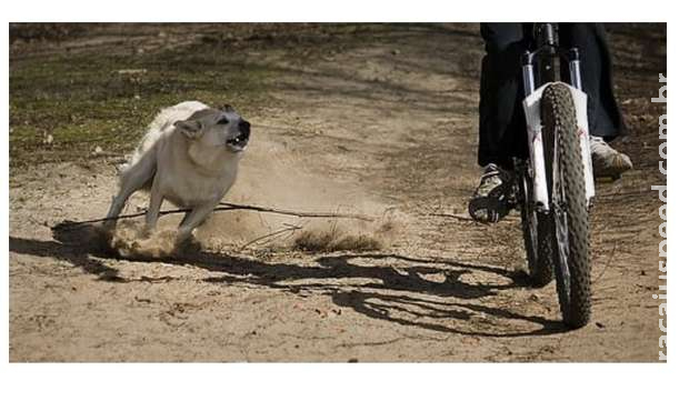 Cachorros atacam e mordem mulher, que denuncia vizinha no Jardim Imá