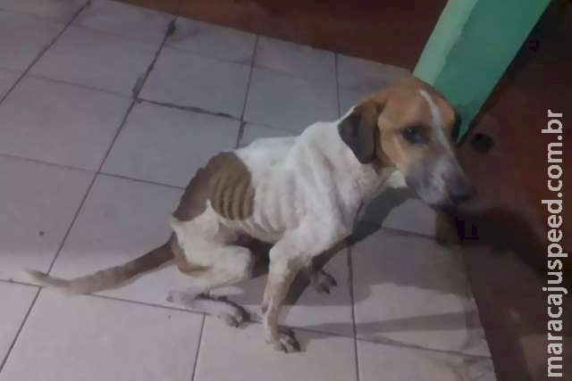 Cachorros são encontrados desnutridos e mulher é presa por maus-tratos Cachorros são encontrados desnutridos e mulher é presa por maus-tratos