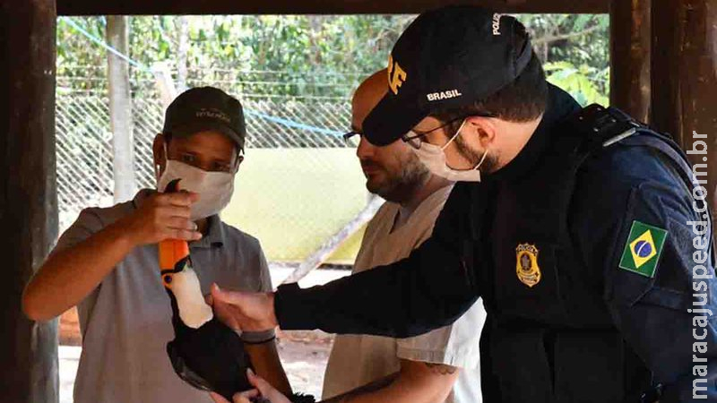Caminhoneiro encontra tucano com asa ferida no meio de rodovia e ave é levada ao Cras de Campo Grande Caminhoneiro encontra tucano com asa ferida no meio de rodovia e ave é levada ao Cras de Campo Grande